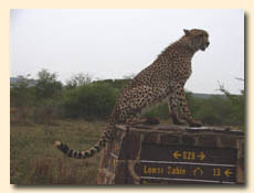 image of a Cheetah on a road marker in the Kruger Park