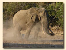 Elephant taking a dust bath in Kruger National Park 