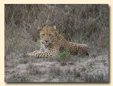 Leopard in Kruger Park