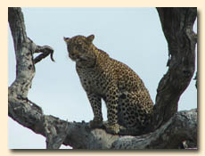 Leopard seen in Sabie Sand Private Reserve