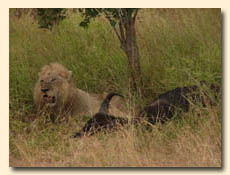 Lion with a kill seen on a Kruger Park safari