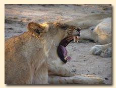 a Lion yawning seen on a Sabi Sand Luxury safari