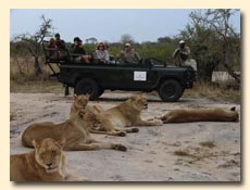 Lions seen from a open vehicle as used on the Sabi Sand luxury safaris