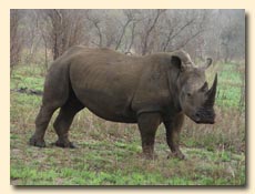 Rhino spotted on a Kruger Park Safari