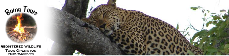 Kruger National Park leopard top image