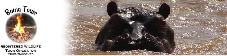 Hippo seen on a Sabie Sand luxury Safari