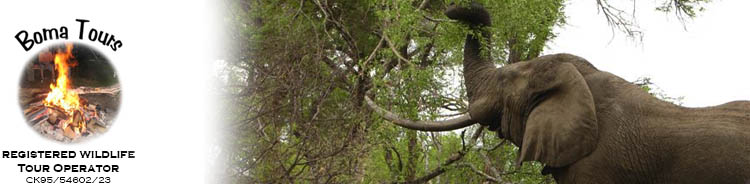 Sabie Sand Elephant with huge tusks