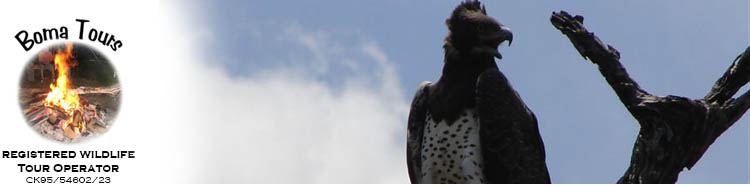 Eagle as seen on a Kruger Park Safari