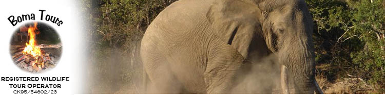 Elephant seen on a Boma Tours Kruger park Safari