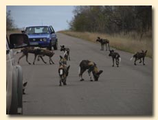 Wild dogs seen on a Kruger Park safari